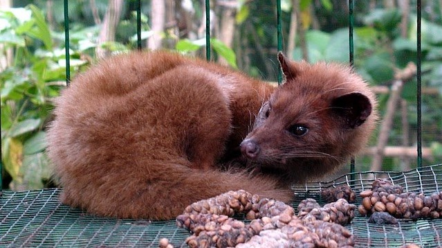 kopi paling mahal di dunia